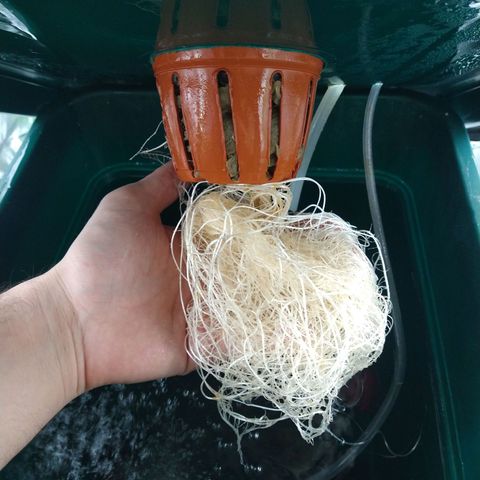 Genética desconocida growlog timeline photo