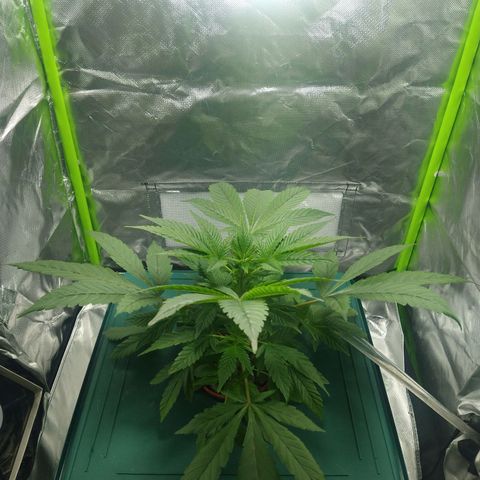 Genética desconocida growlog timeline photo