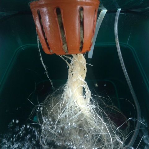 Genética desconocida growlog timeline photo