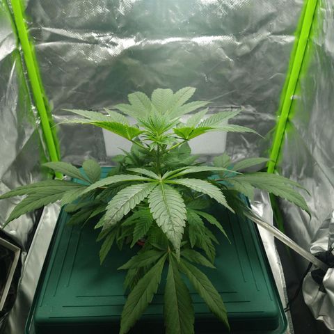 Genética desconocida growlog timeline photo