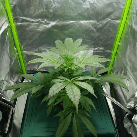 Genética desconocida growlog timeline photo