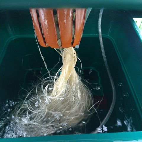 Genética desconocida growlog timeline photo