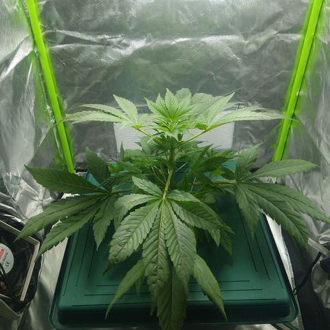 Genética desconocida growlog timeline photo