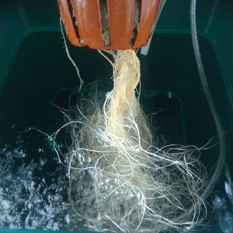 Genética desconocida growlog timeline photo