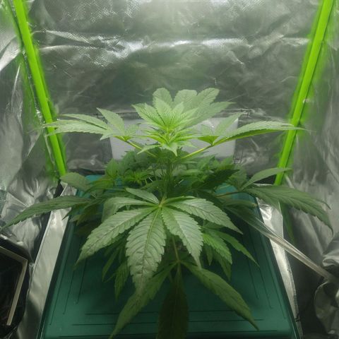 Genética desconocida growlog timeline photo
