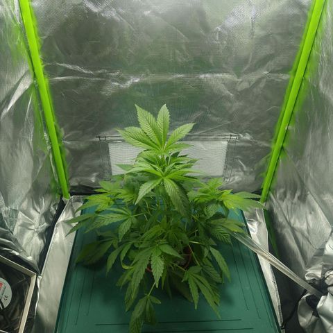 Genética desconocida growlog timeline photo
