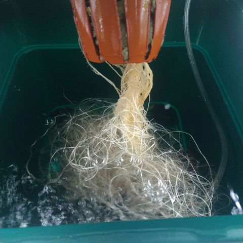 Genética desconocida growlog timeline photo