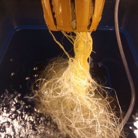 Genética desconocida growlog timeline photo