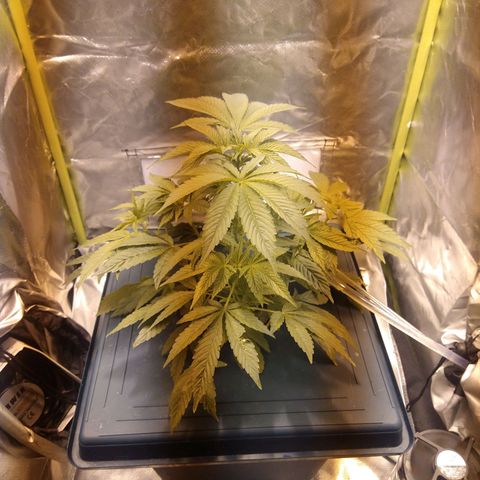 Genética desconocida growlog timeline photo