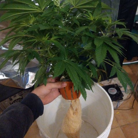 Genética desconocida growlog photo: Macho?