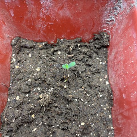 Gorilla glue  growlog timeline photo