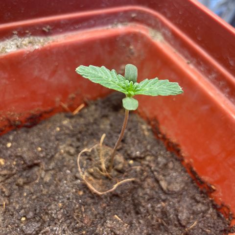 Gorilla glue  growlog timeline photo