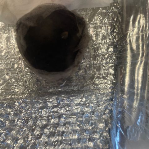 Foto 2 del growlog de Screwdriver OG