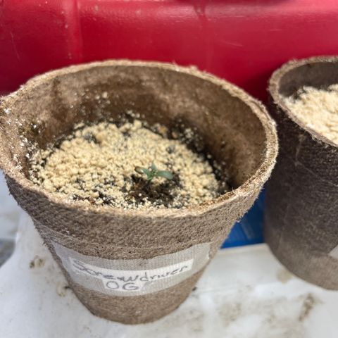 Screwdriver OG growlog timeline photo