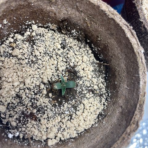 Foto 3 del growlog de Screwdriver OG