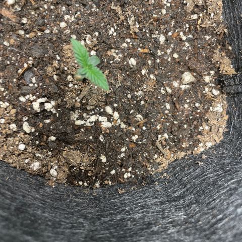 Screwdriver OG growlog timeline photo