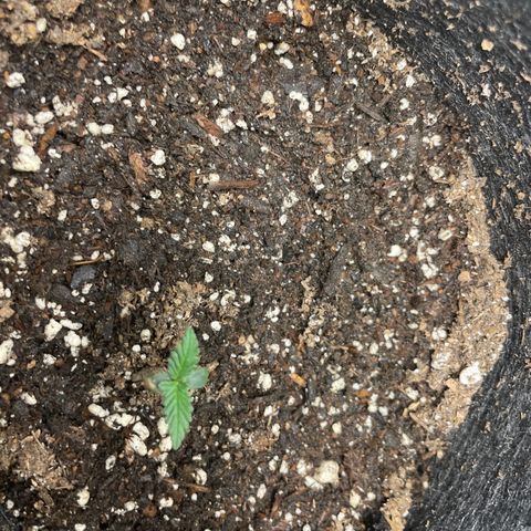 Screwdriver OG growlog timeline photo