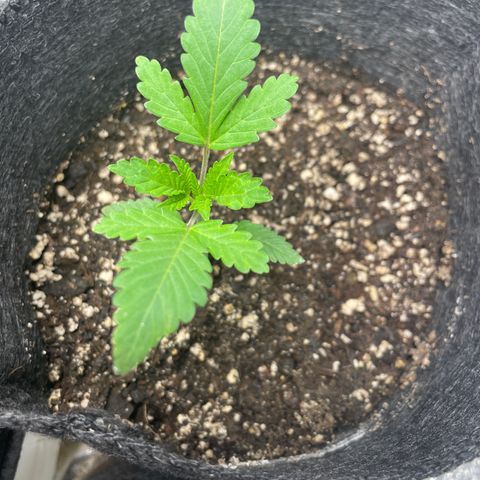 Screwdriver OG growlog timeline photo