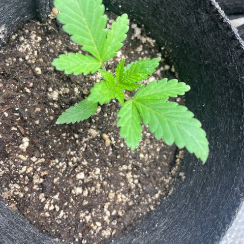 Screwdriver OG growlog timeline photo