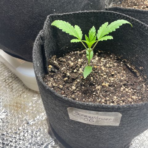 Screwdriver OG growlog timeline photo