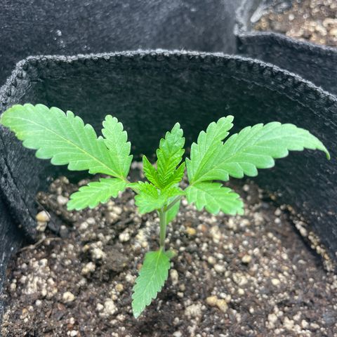 Screwdriver OG growlog timeline photo