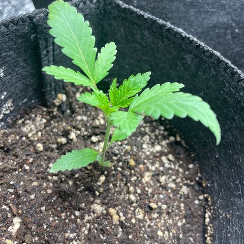Screwdriver OG growlog timeline photo
