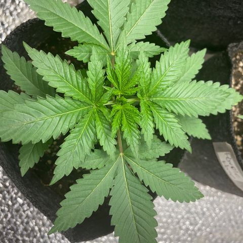 Screwdriver OG growlog timeline photo
