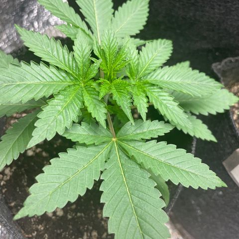 Screwdriver OG growlog timeline photo