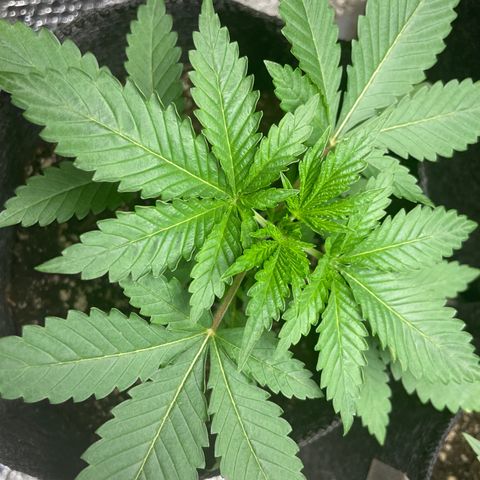 Screwdriver OG growlog timeline photo