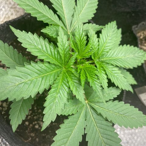 Screwdriver OG growlog timeline photo