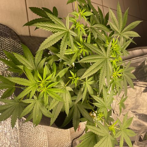 Gorilla glue  growlog timeline photo