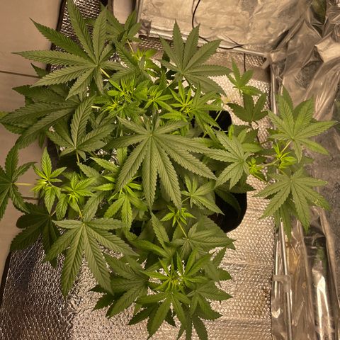 Gorilla glue  growlog timeline photo