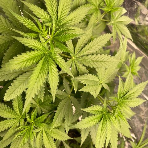 Screwdriver OG growlog timeline photo