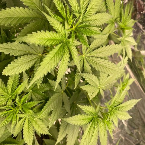 Screwdriver OG growlog timeline photo