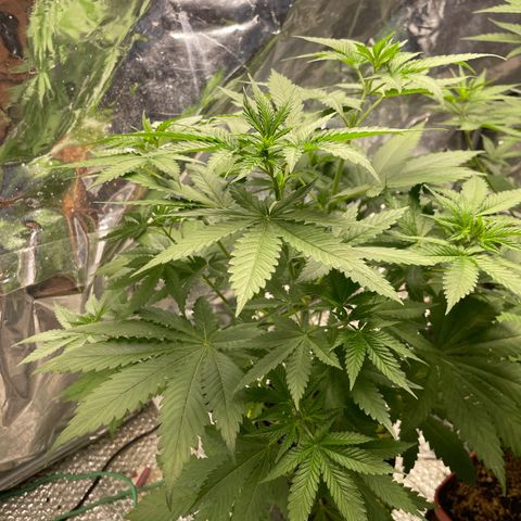 Screwdriver OG growlog timeline photo
