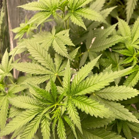 Screwdriver OG growlog timeline photo