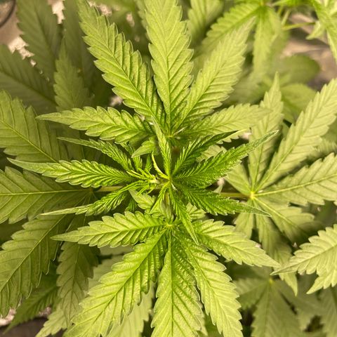 Screwdriver OG growlog timeline photo