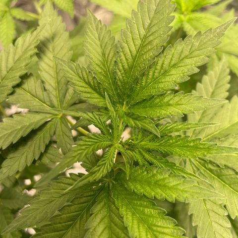 Screwdriver OG growlog timeline photo