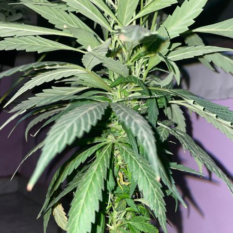 Gorilla glue  growlog timeline photo
