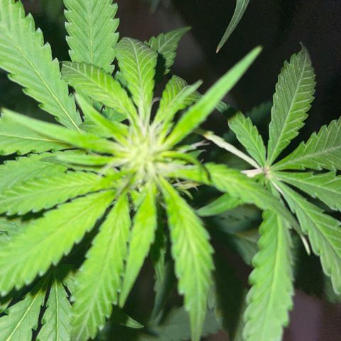 Screwdriver OG growlog timeline photo