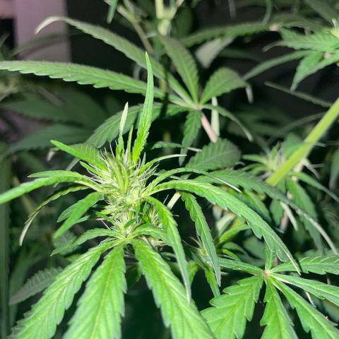 Screwdriver OG growlog timeline photo
