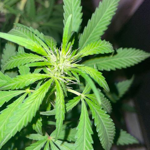Screwdriver OG growlog timeline photo