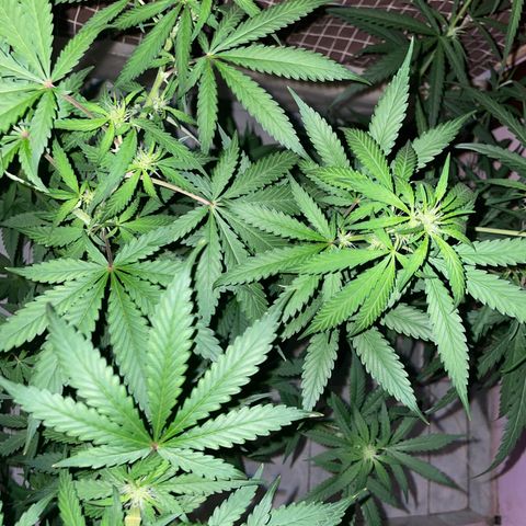 Screwdriver OG growlog timeline photo