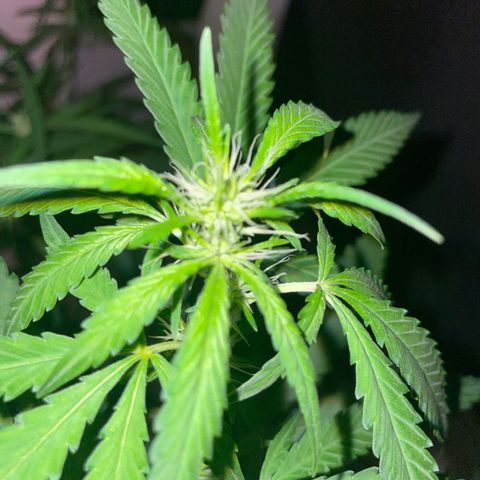 Screwdriver OG growlog timeline photo