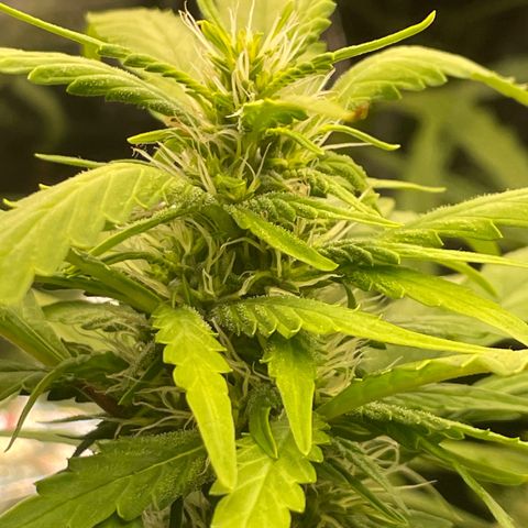 Foto 1 del growlog de Screwdriver OG