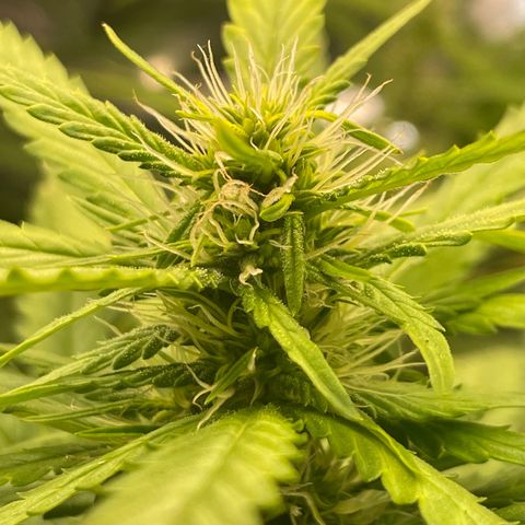 Screwdriver OG growlog timeline photo
