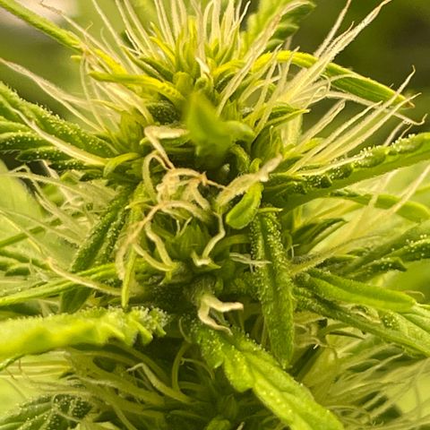 Screwdriver OG growlog timeline photo
