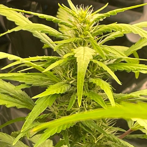 Screwdriver OG growlog timeline photo
