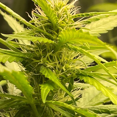 Screwdriver OG growlog timeline photo