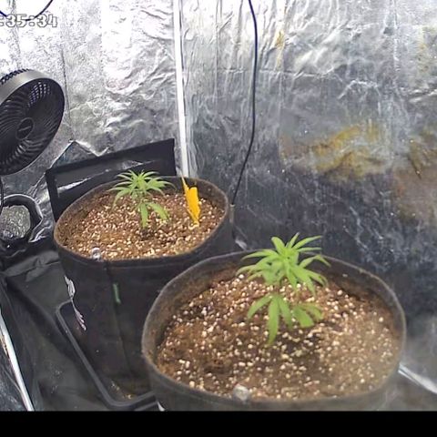 Bruce Banner growlog timeline photo